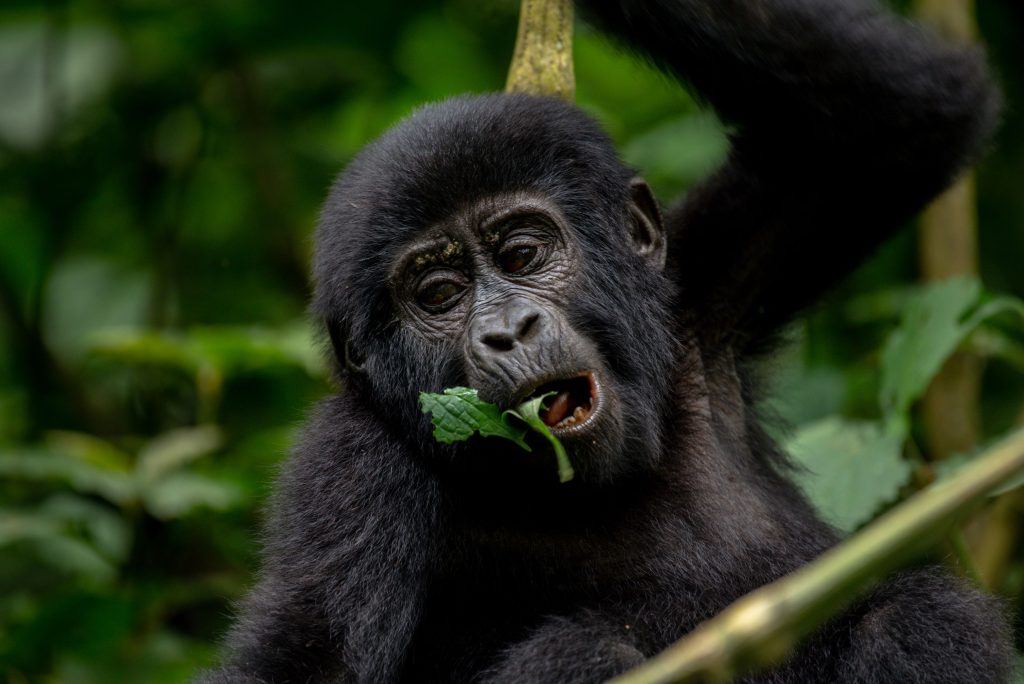 gorilla trekking tour