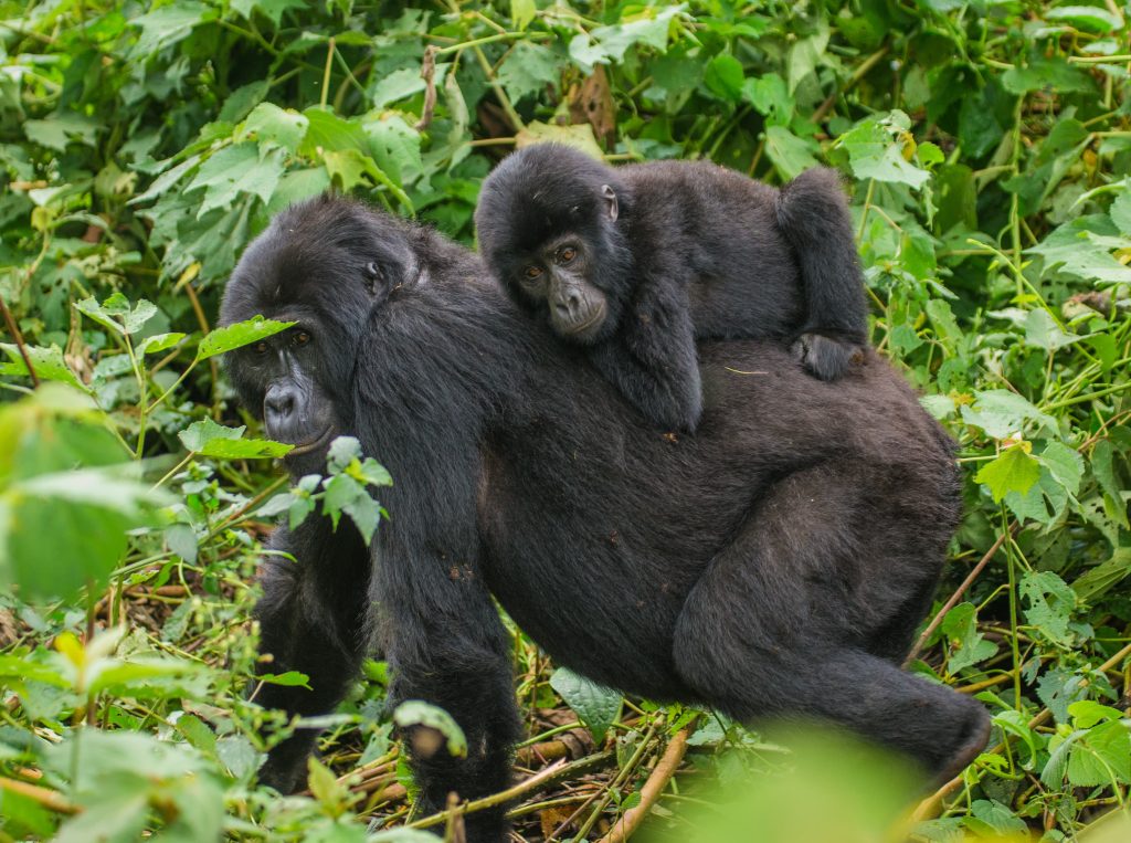 Double gorilla trekking tour