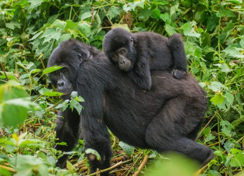 Double gorilla trekking tour