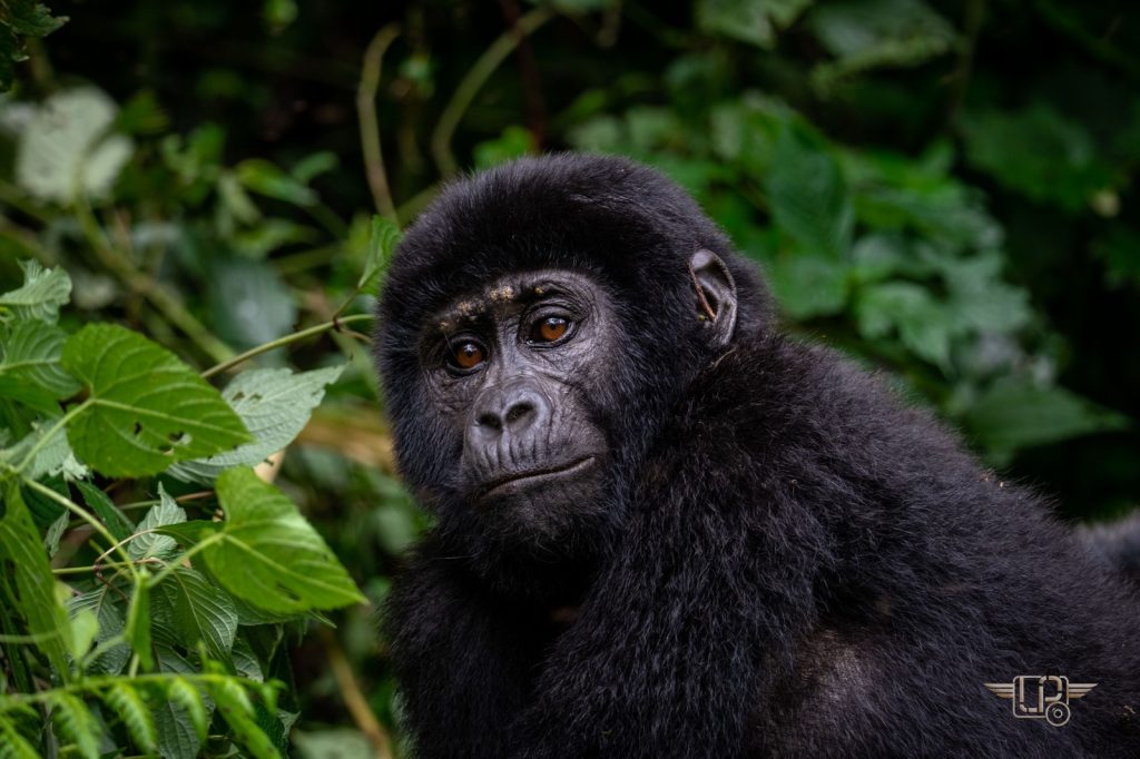 Uganda Gorilla Habituation Tour