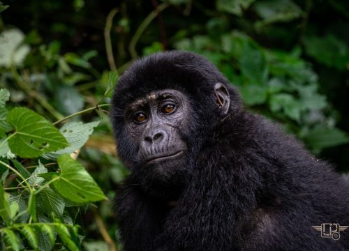 Uganda Gorilla Habituation Tour