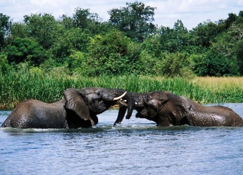 Uganda safari holiday