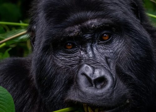 budget uganda group tour