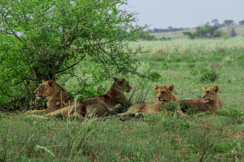 Murchison falls safari