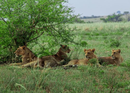 Murchison falls safari