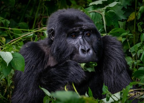 fly in gorilla trekking safari