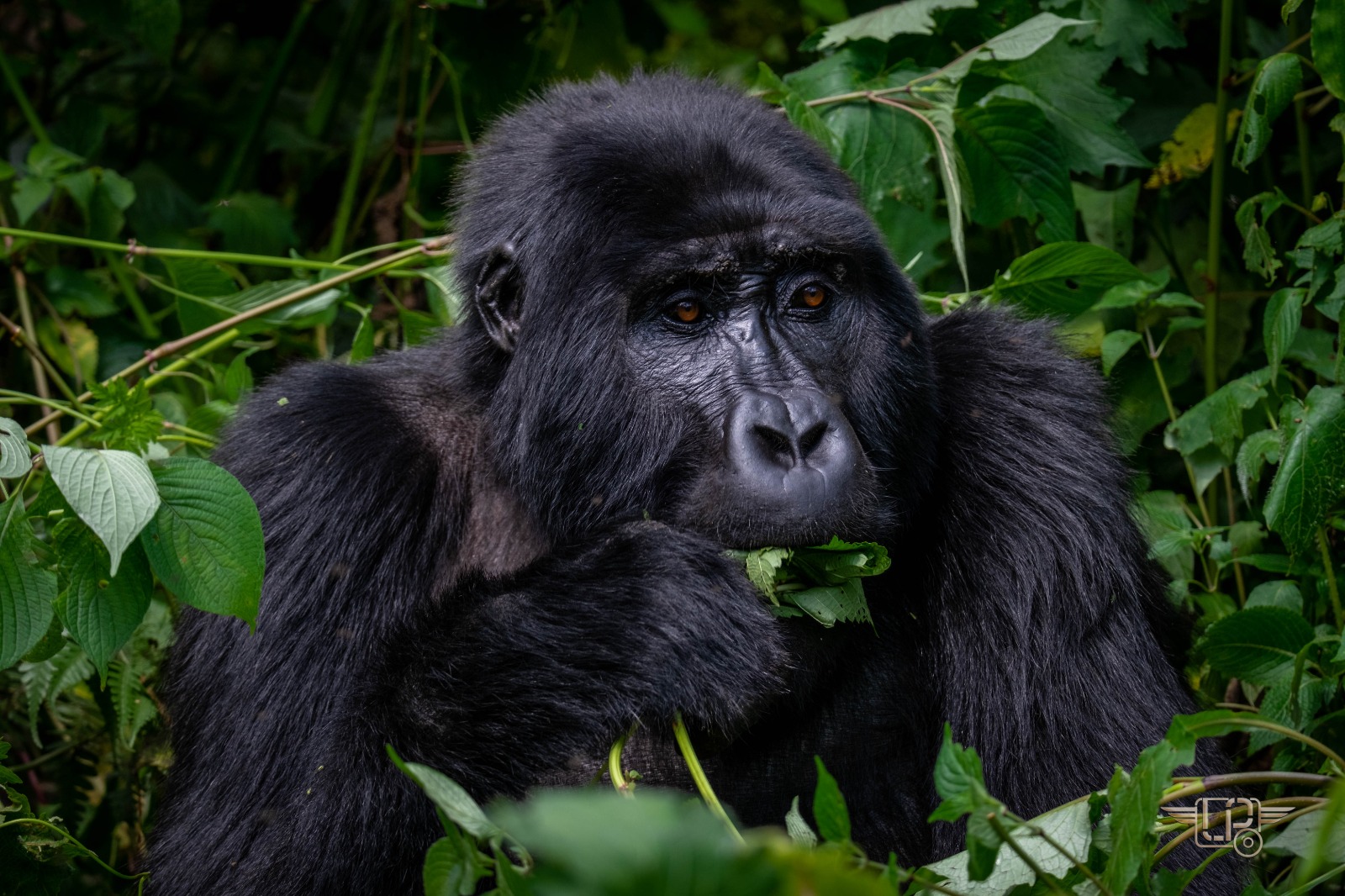 fly in gorilla trekking safari