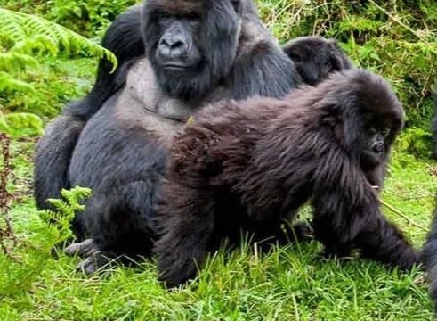 gorilla trekking group tour