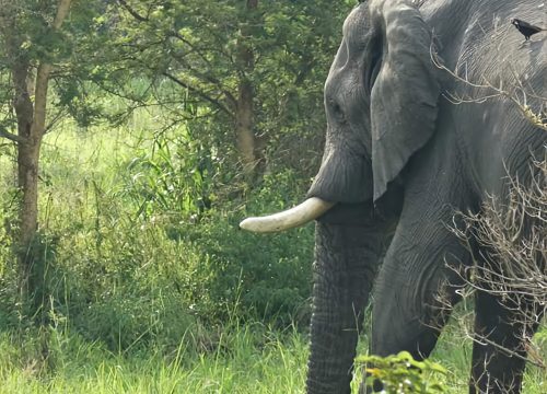 Uganda group tour