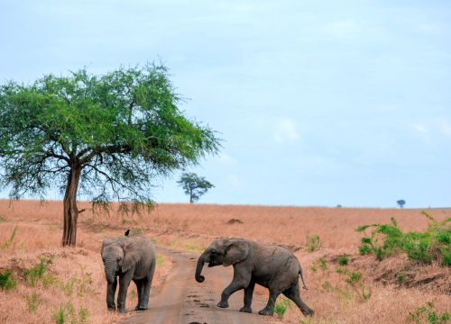 uganda safari package