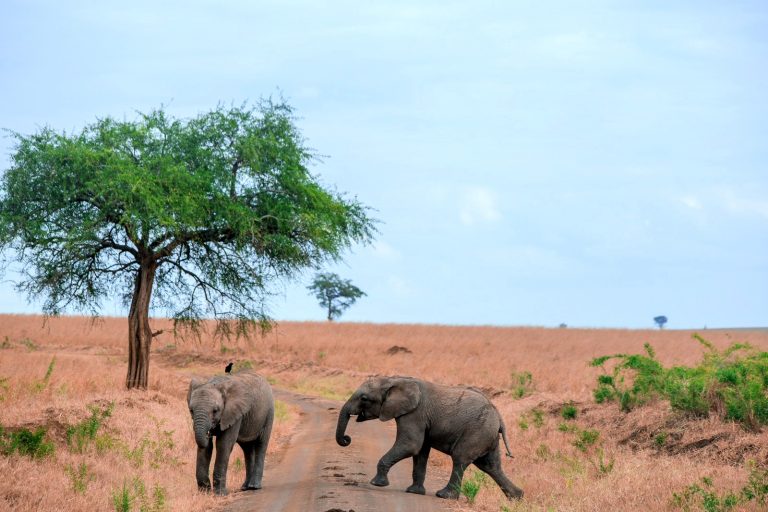 uganda safari package