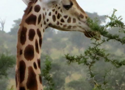Uganda group tour