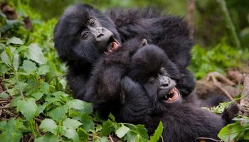 Happy Gorillas