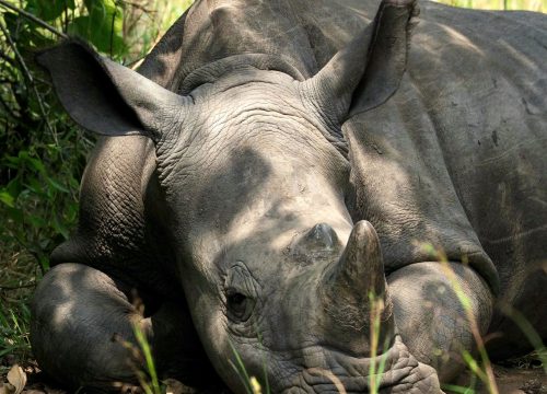 Uganda Budget Safari Tour