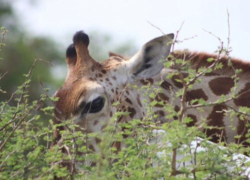 uganda safari holiday