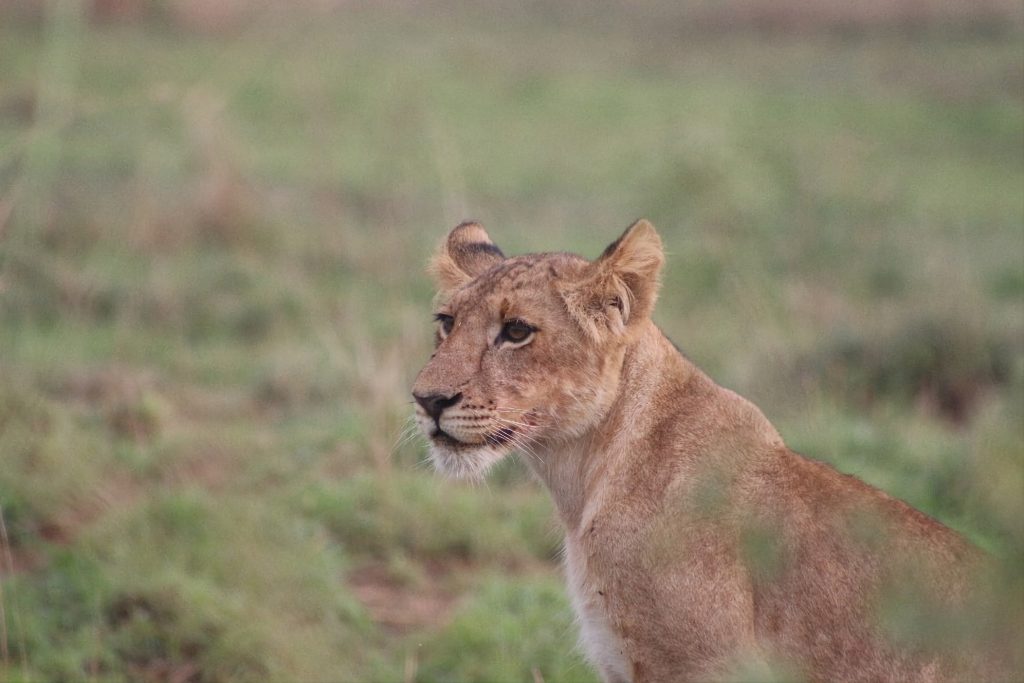 3 Days Fly in Kidepo Tour