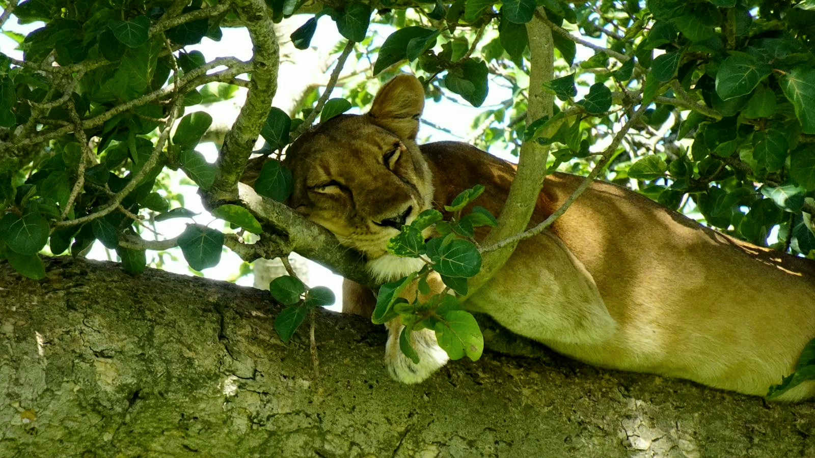 tree climbing lions