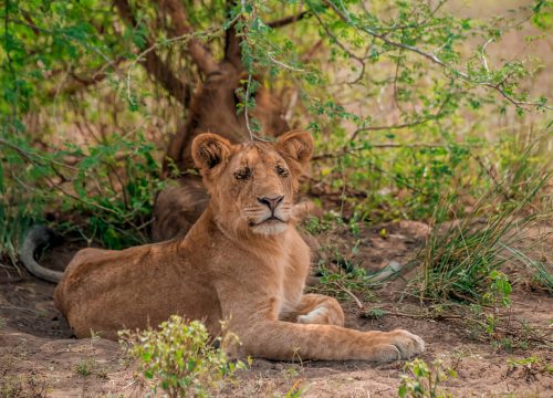 best Uganda gorilla tour