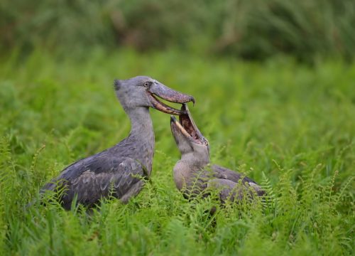 2 days Lake Mburo Tour