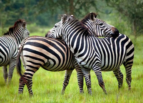 lake mburo safari
