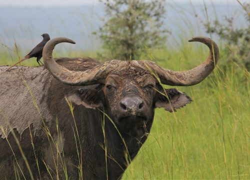 Uganda group tour