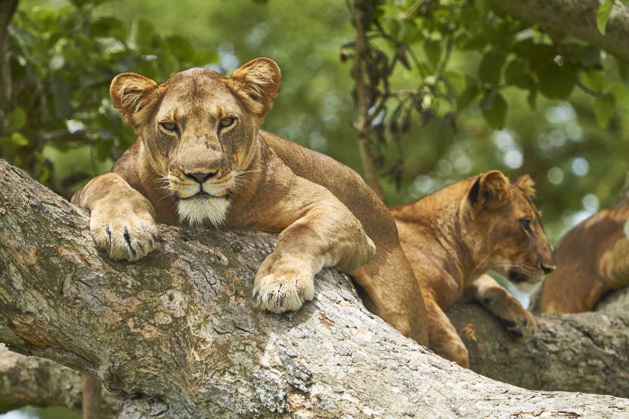 tree climbing lions