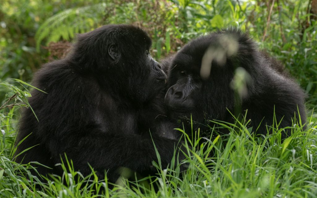 Uganda Gorilla Vacations