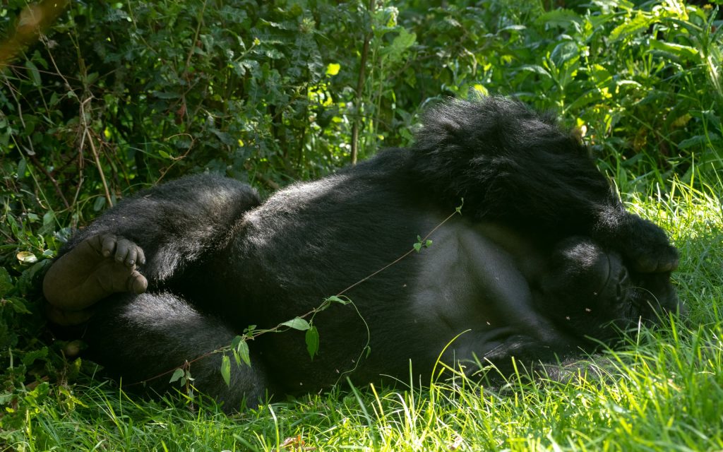 gorilla tours uganda